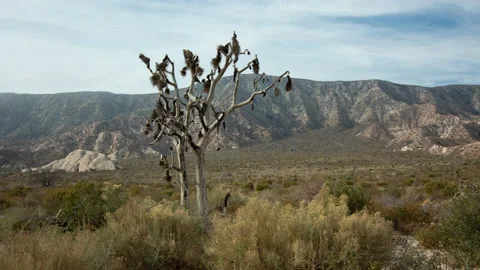 4K time lapse of wispy clouds casting shadows on a lone, dead Joshua Tree Stock Footage 163915094