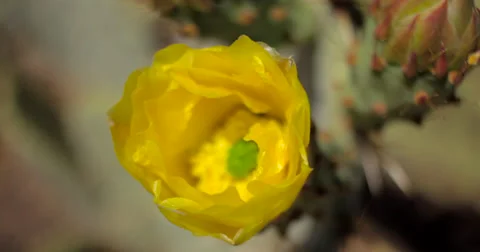 4K Time Lapse Yellow Cactus Flower Opening Stock Footage 62964705