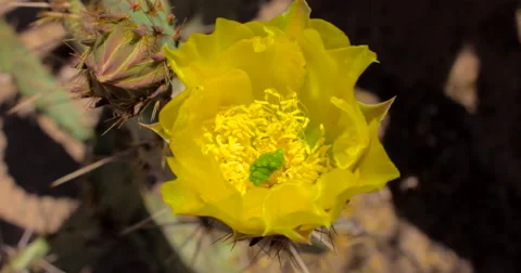 4K Time Lapse Yellow Prickly Pear Cactus Flower Opening Stock Footage 62964695