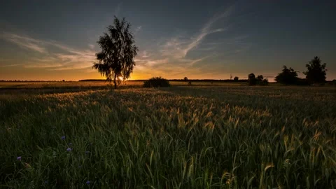 4k time lapse with young barley field and birch tree at sunset. 스톡 동영상 154716935