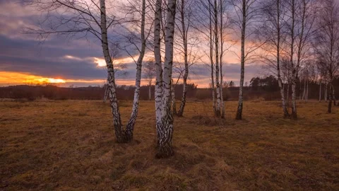 4k time lapse with young birch trees. 库存影片 155410007