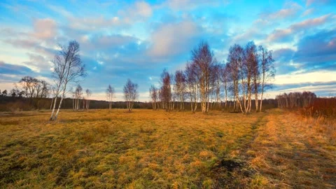 4k time lapse with young birch trees. Stock Footage 155410035