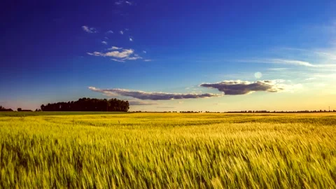4k Time Lapse with young cereal field in golden sunset light. Stock Footage 154721053