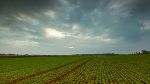 4k time lapse with young cereal field under cloudy sky. Stock Footage 154845991