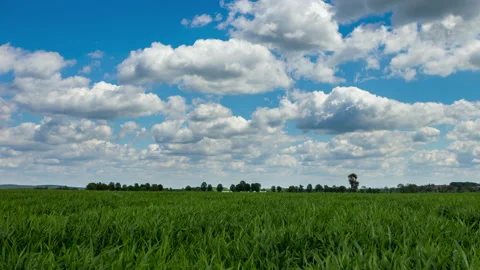 4k time lapse with young cereal at spring Stock Footage 155883934