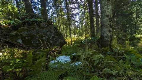 4K timelaps in motion stone rock in the summer forest among grass and trees Stock Footage 95769613