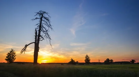 4k timelapse of after sunset sky over old tree and field. Stock Footage 63981991