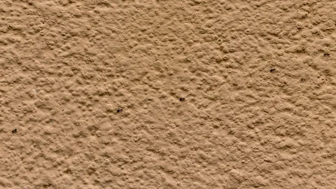 4K Timelapse Ants Stock Footage 109490096