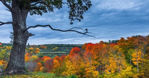 4K Timelapse of the autumn landscape with oak tree. Colorful foliage in the fall Stock Footage 117062053