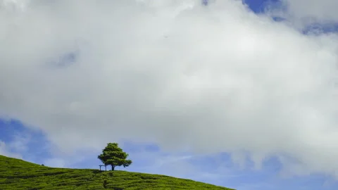 4K Timelapse of beautiful green tea plantation after sunrise. Tilt up effect. Stock Footage 200859581