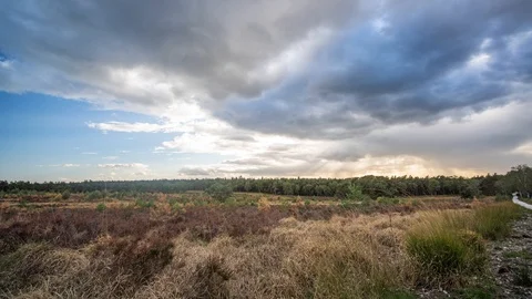 4k Timelapse of beautiful heather fields in Veluwe national park, Netherlands Stock Footage 99839989