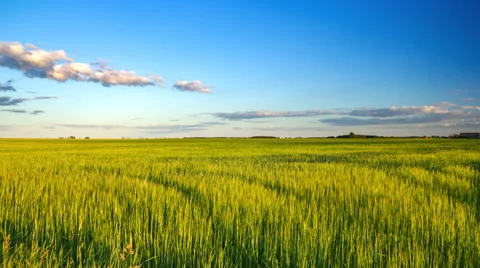 4k timelapse of beautiful summer green fields under sunset sky. 動画素材 63961801