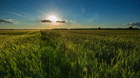4k timelapse of beautiful summer green fields under sunset sky. Vídeos de archivo 63971112