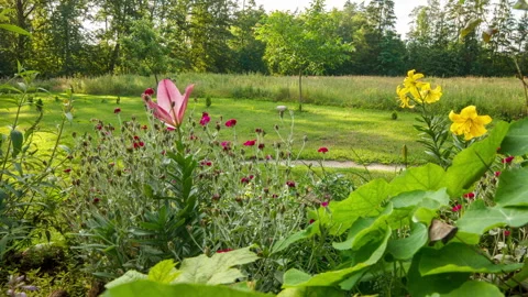 4k timelapse with blooming flowers in backyard Stock Footage 316468637