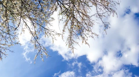4k timelapse of blooming plum tree branches with blue sky with clouds background Stock Footage 62306021