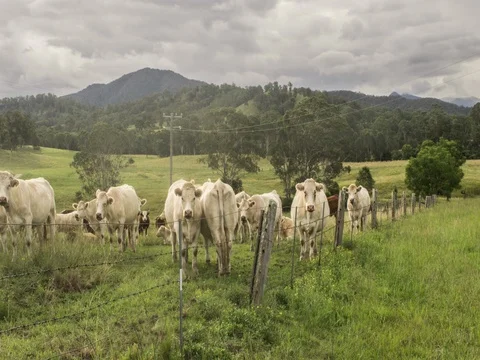 4K Timelapse of Cattle Stock Footage 74778600