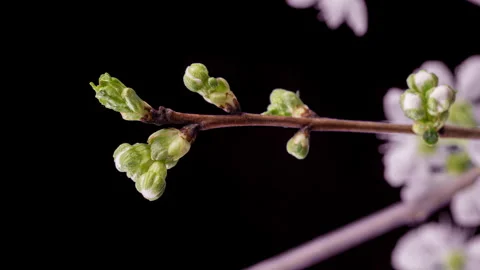 4K Timelapse of Cherry Blossoms Blooming on Black Stock Footage 306581707