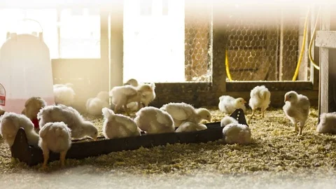 4K Timelapse of Chicks Eating and Moving 動画素材 71191076