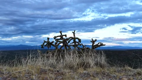 4K Timelapse Of Cholla Cactus And Golden Grass At Sunset In High Desert Stock Footage 340925743