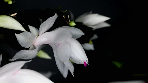 4k Timelapse close-up of a white Christmas Cactus (Schlumbergera) bloom opening. Stock-Footage 235492379