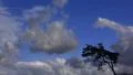 4K Timelapse Clouds 14 Forest 4k or 4k+ Resolution