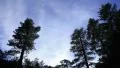 4K Timelapse Clouds 55 Forest Pine Trees 4k or 4k+ Resolution