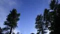 4K Timelapse Clouds 56 Forest Tilt Up Pine Trees 4k or 4k+ Resolution