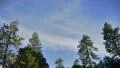 4K Timelapse Clouds 58 Forest Pine Trees Sunset 4k or 4k+ Resolution