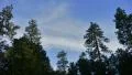 4K Timelapse Clouds 60 Forest Panning R Pine Trees Sunset 4k or 4k+ Resolution