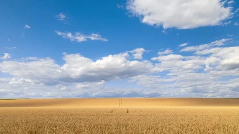 4K timelapse of clouds above wheat golden field. Nature landscape. Harvesting. Stock Footage 339274481