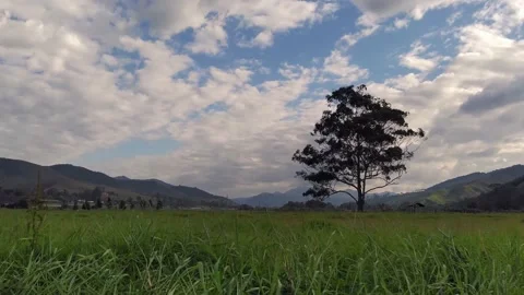 4k timelapse of clouds with a big tree in the middle of a mountainous landscape Stock Footage 159687088