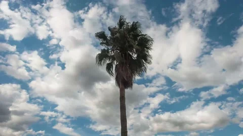 4K Timelapse of clouds folding over on itself with a Palm Tree Centre Stock Footage 227531095