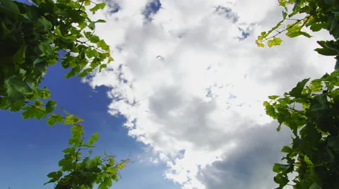4K Timelapse of clouds over a Vineyard Stock Footage 55767720