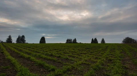 4k Timelapse of cloudy sunset sky over young cereal field. Stock Footage 60061874