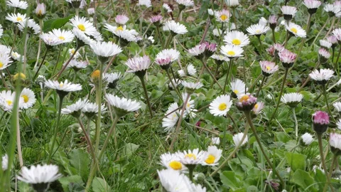 4k timelapse daisies that close Stock Footage 128442159