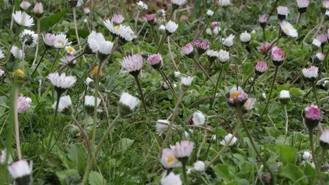 4k timelapse daisies hatching Stock Footage 128442146