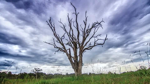 4K Timelapse Dark Clouds Flowing Behind Tree Stock Footage 139328861