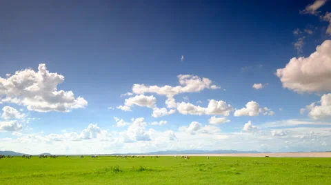 4K Timelapse dramatic clouds over green fields and herd of cows Stock Footage 66420765