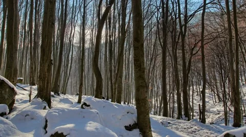 4K timelapse of forest full of snow, sun coming trough the branches. Stock Footage 68394559