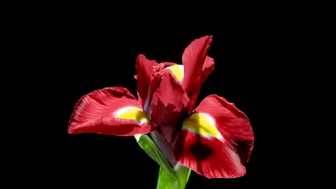 4K Timelapse of a Futuristic Red Iris Blooming Close-Up on Black Stock Footage 309531011