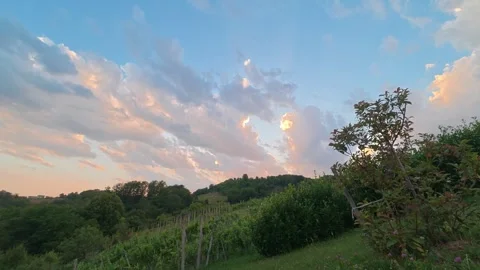 A 4K timelapse of golden clouds drifting over lush vineyards and trees Stock Footage 339877873
