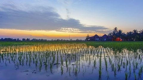4K Timelapse of green paddy field during sunrise Video stock 118741508