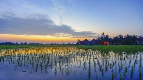 4K Timelapse of green paddy field with reflection during sunrise 스톡 동영상 118742079
