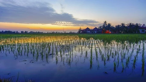 4K Timelapse of green paddy field with reflection during sunrise Stock Footage 118745047