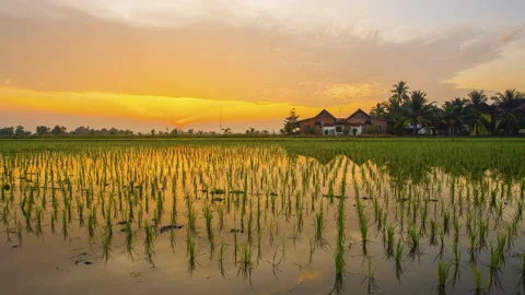 4K Timelapse of green paddy field with reflection during sunrise. Video stock 231831117
