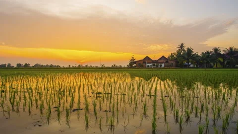 4K Timelapse of green paddy field with reflection during sunrise. Video stock 231832288
