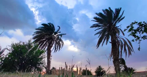 4k timelapse for Green palm tree on blue sky in the algerian desert at susnet Stock Footage 131239315