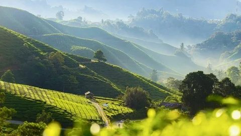 4K Timelapse of green Tea Plantation , Cameron Highland after sunrise. Stock Footage