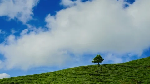 4K Timelapse of green Tea Plantation , Cameron Highland after sunrise 스톡 동영상 103554992