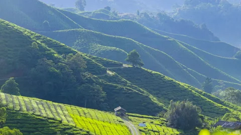 4K Timelapse at green tea plantation Cameron Highland, during sunrise. Video stock 200859408
